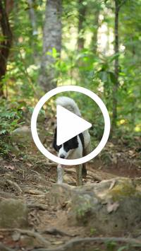 BIB:  <button type="button" onclick="openModal(27631655)" class="btn btn-primary btn-sm float-right" data-toggle="modal" data-target=".modal-high-quality">
                <i class="fa fa-download"></i> Download
                </button>